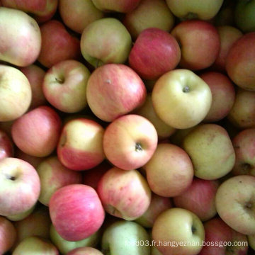 Huaguan Apple (pomme FUJI, pomme Huaniu, pomme dorée)